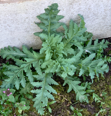 Angiospermae