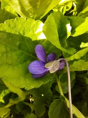 Viola odorata