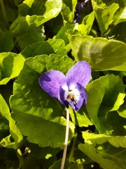 Viola odorata