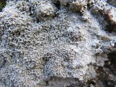 Pertusaria corallina