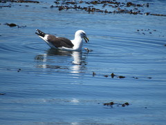 Larus dominicanus