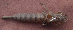 Phyllogomphus selysi