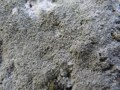 Pertusaria corallina