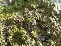 Anaptychia runcinata