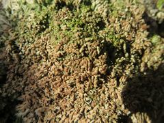 Anaptychia runcinata