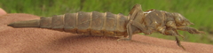 Phyllogomphus selysi