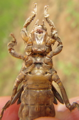 Phyllogomphus selysi