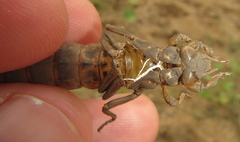 Phyllogomphus selysi