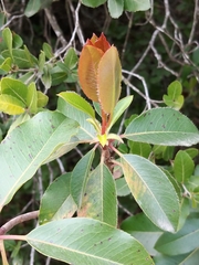 Arbutus andrachne