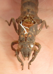 Phyllogomphus selysi