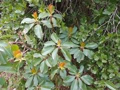 Arbutus andrachne