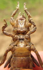 Phyllogomphus selysi