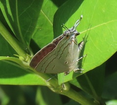 Hypolycaena philippus