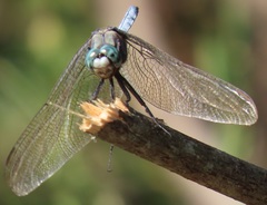 Orthetrum robustum