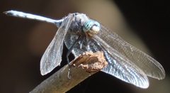 Orthetrum robustum