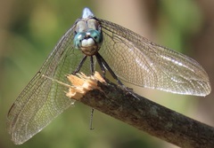 Orthetrum robustum
