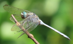 Orthetrum robustum
