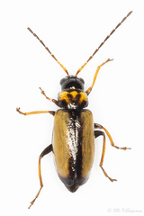 Calomicrus circumfusus