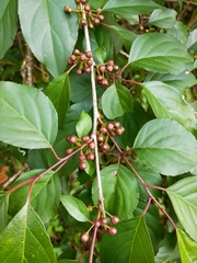 Rhamnus nakaharai
