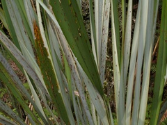 Ichneutica steropastis
