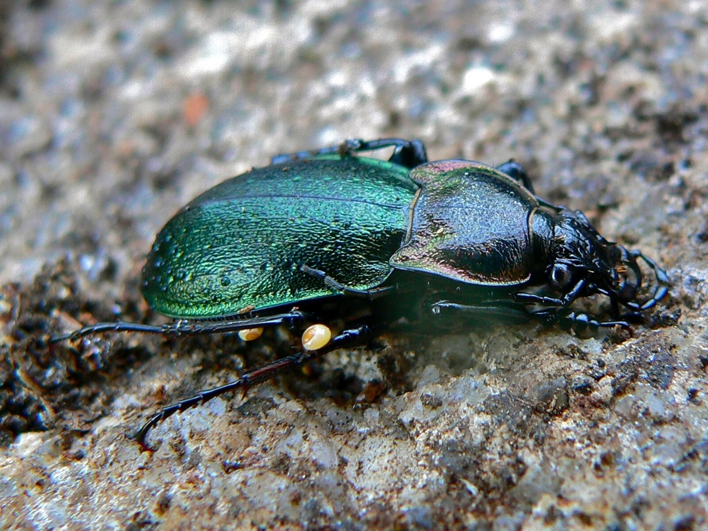 Bronze Ground Beetle