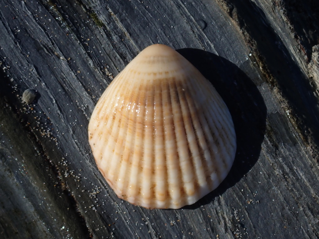 Nodulose Dog Cockle