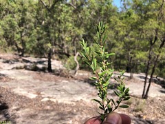 Styphelia mutica