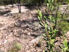 Styphelia mutica