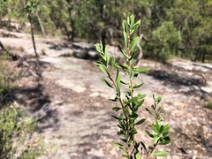 Styphelia mutica