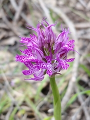Neotinea tridentata