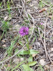 Neotinea tridentata