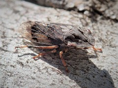 Stenocotis depressa