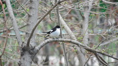 Ficedula semitorquata