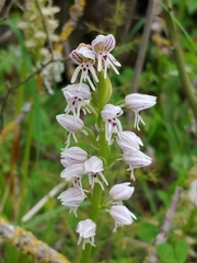 Orchis galilaea