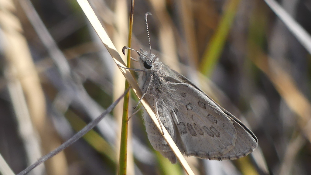 black-and-white skipper