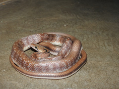 Coelognathus helena