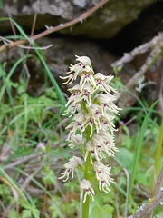 Orchis galilaea