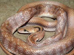 Coelognathus helena