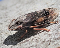 Stenocotis depressa