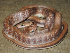 Coelognathus helena