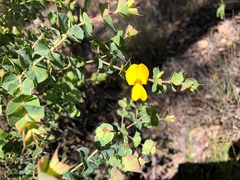 Pultenaea spinosa