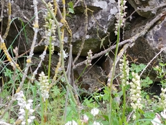 Orchis galilaea