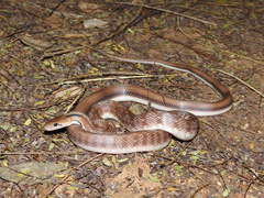 Coelognathus helena
