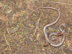 Coelognathus helena