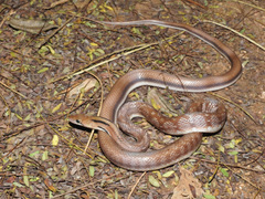 Coelognathus helena