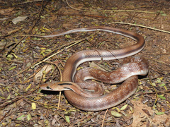 Coelognathus helena