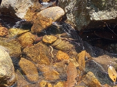 Opisthotropis lateralis