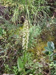 Orchis galilaea