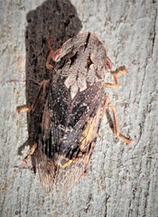Stenocotis depressa