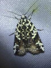 Nycteola kebea